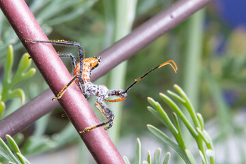 Assassin bug in the garden close-up macro