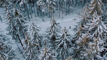 Aerial view of snowy skier snowboarder ride on a mountain track, ski slopes in the forested area in mountains. Top view of tracks near trees and ski resort in winter season.  4K 