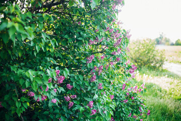 Fototapeta na wymiar Lilac bushes with green leaves and beautiful purple flowers. A place for text. Banner. Nature. Earth Day. A greeting card.