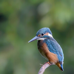 common kingfisher perched on branch