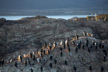 Obraz premium Penguin Islands in Argentine Patagonia
