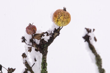 Apples on the tree with snow and ice in Winter
