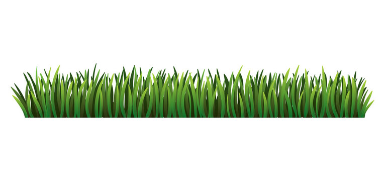 Green grass border. Fresh green grass. Isolated on transparent background. Illustration for use as design element
