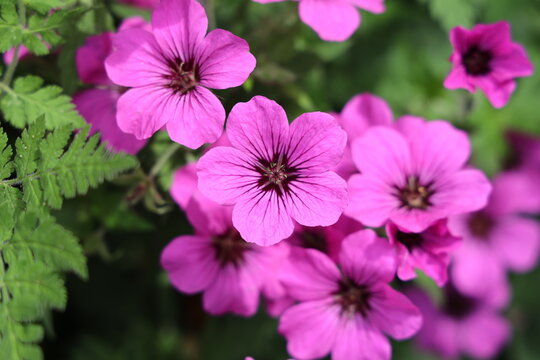 Geranium psilostemon, commonly called Armenian cranesbill, is a species of hardy flowering herbaceous perennial plant in the genus Geranium, Geraniaceae family.