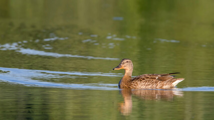 Wild duck . Wild duck on takeoff, flying, splashing.
