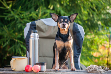 Tourism and camping theme with dog. A cute dog sits outdoors in an equipped camp on a camping chair, looks into the camera