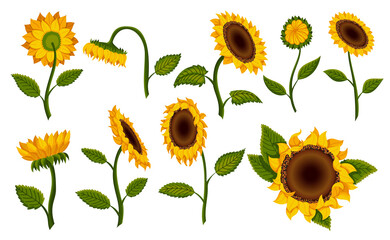 Collection decorative sunflower blossom. Hand drawn sunflower with green leaves. Decorative floral design elements for invitations and cards