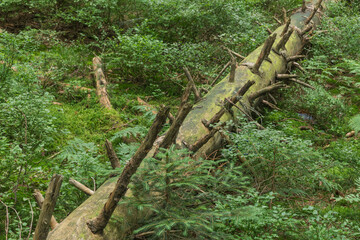 Umgetürzter Baumstamm im Wald