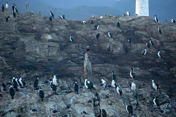 Penguin Islands in Argentine Patagonia