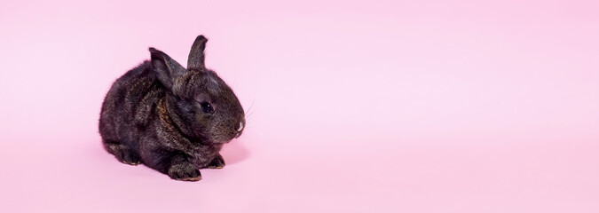 Cute little fluffy black bunny sits on a pink background. Holiday concept - Easter. Christ is...