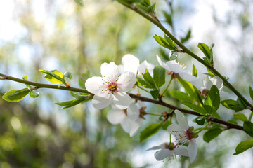 White plum blossom cherry plum on a branch.