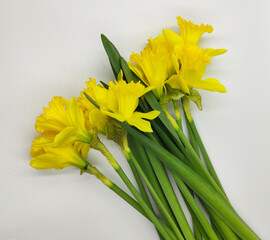 beautiful yellow daffodils on a neutral background