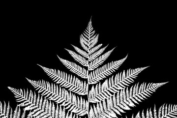 Inverted black and white close-up photography series of detail of tree fern leaves