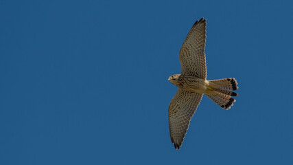 Kestrel in flight against the sky