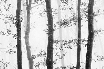 Minimalist black and white photograph of oak trees on a misty morning