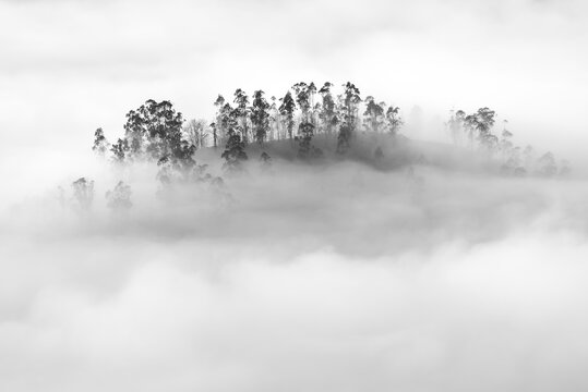 Trees on a hill in the mist from the Igedo in Cangas e Onis; Asturias.