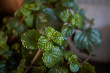 Plectranthus verticillatus