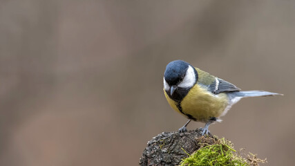Great Tit sitting on a stick