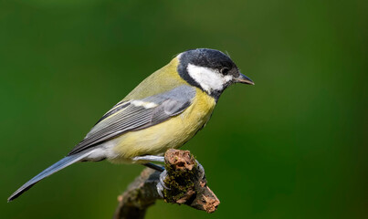 Obraz premium Great Tit sitting on a stick