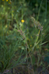 Poa bulbosa
