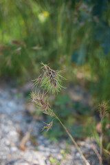 Obraz premium Poa bulbosa 