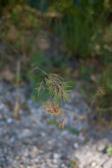 Poa bulbosa
