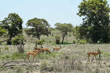 A group of impalas in the bush in Kruger National Park, South Africa.