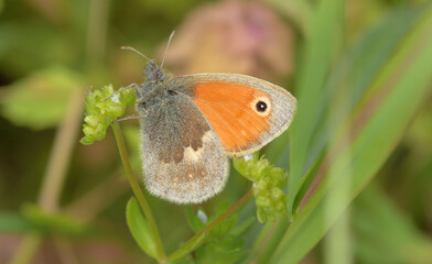 Obraz premium Nahaufnahme eines kleinen Wiesenvögelein in einer Wiese