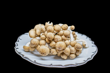 Organic brown clamshell gormet mushrooms isolated on black - sitting on fine china dish with silver trim - Selective focus