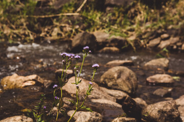 Flores da cachoeira Santa Rita de Jacutinga-mg