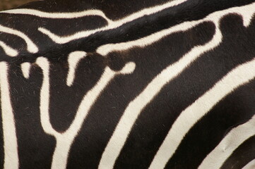 Fototapeta na wymiar Close up view of a Grant's zebra's (Equus quagga boehmi) striped back from the top down