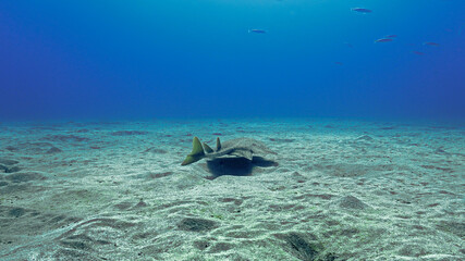 Scuba diving with an Angel Shark
