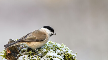 Obraz premium Marsh Tit sitting on a stick. Marsh Tit on a moss.