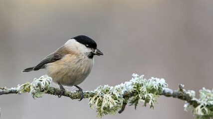 Marsh Tit sitting on a stick. Marsh Tit on a moss.