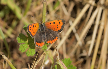 Ein kleiner Feuerfalter an einem Blatt