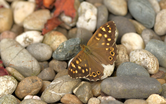 Ein Waldbrettspiel Schmetterling auf Kieselsteinen sitzend