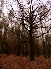 Autumn Czech forest with fallen leaves