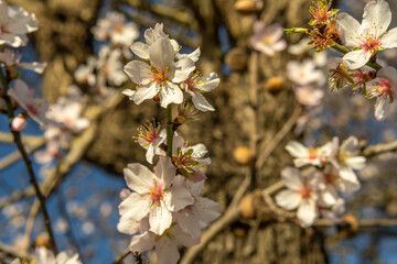 Close-up of almond blossoms (Prunus dulcis) on a sunny day. First flowers blooming