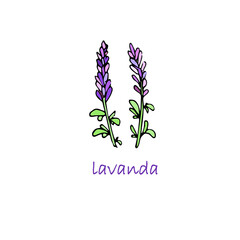 Lavanda colorful plant. Hand drawn ink art design object isolated stock vector illustration for web, for print, for herbal tea product design, for packing design medicinal plants