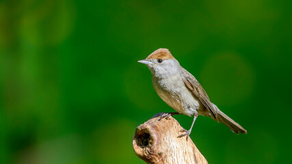 Eurasian Blackcap sitting on a branch.
