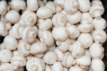 Ripe fresh mushrooms in a box in the warehouse after assembling a close-up.