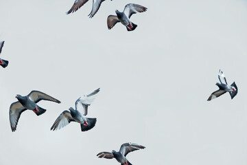 a group of pigeons flying in blue sky 