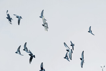 a group of pigeons flying in blue sky 