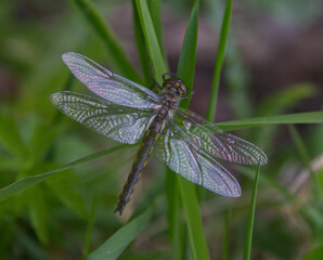 dragonfly resting on a leaf