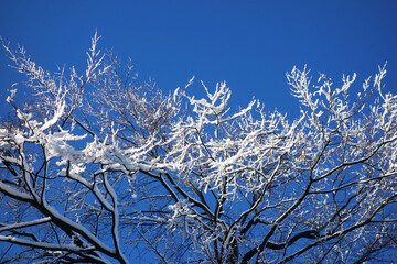 Obraz premium Snow covered treetops in a fairytale forest under beautiful clear day