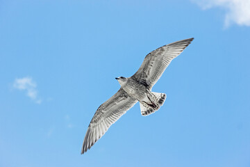 Obraz premium close up of seagull flying in blue sky