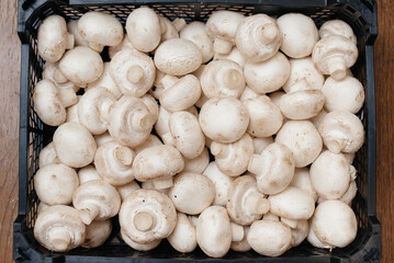 Ripe fresh mushrooms in a box in the warehouse after assembling a close-up.