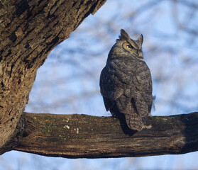 Great Horned Owl