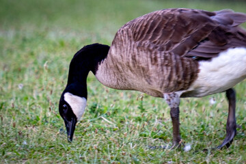 Goose eating