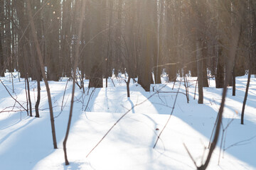 light and shadow in the snowy forest with thin trees